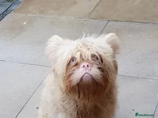 French Bulldog dogs Floodle frenchy Pink and Tan carry Isabella,Husky - Advert 1