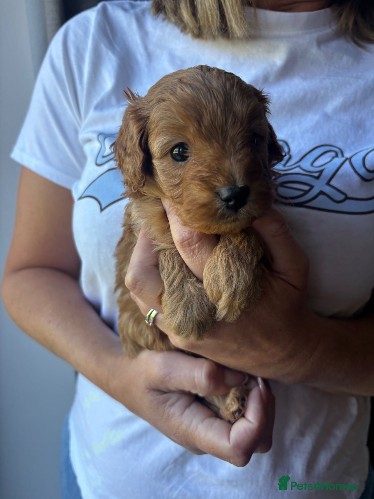 Cavapoo dogs One gorgeous little cavapoo boy remaining  - Advert 2