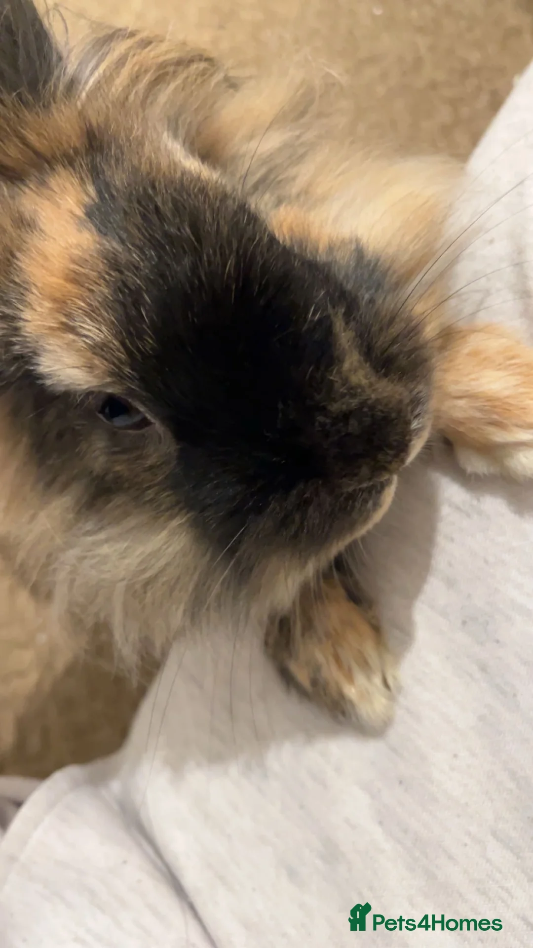 Lionhead rabbits for sale: Huncho - Lionhead  - Advert 4