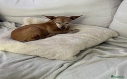 Miniature Pinscher dogs for adoption: Our little pensioner is searching for a family  - Image 2