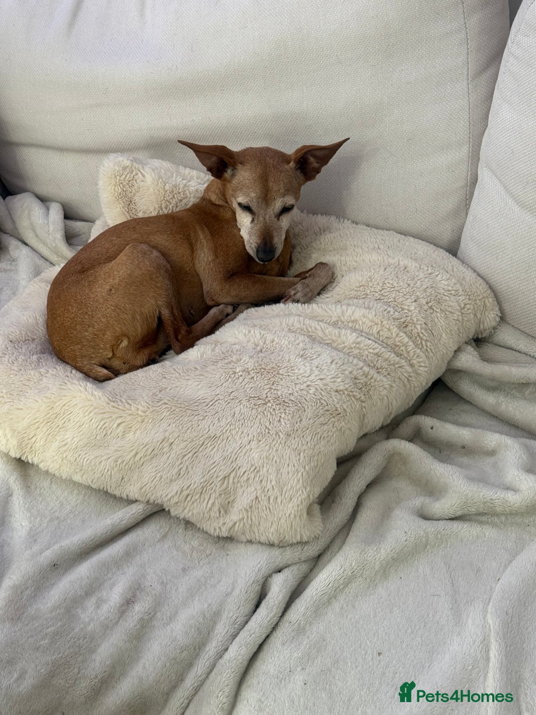 Miniature Pinscher dogs for adoption: Our little pensioner is searching for a family  - Image 2