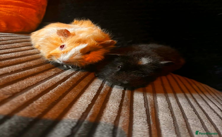 Guinea Pig rodents 2 beautiful funky girls - Advert 11