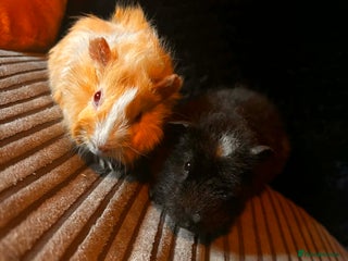 Guinea Pig rodents 2 beautiful funky girls - Advert 3