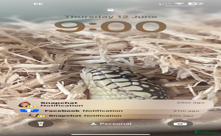 King Snake reptiles - Advert 1