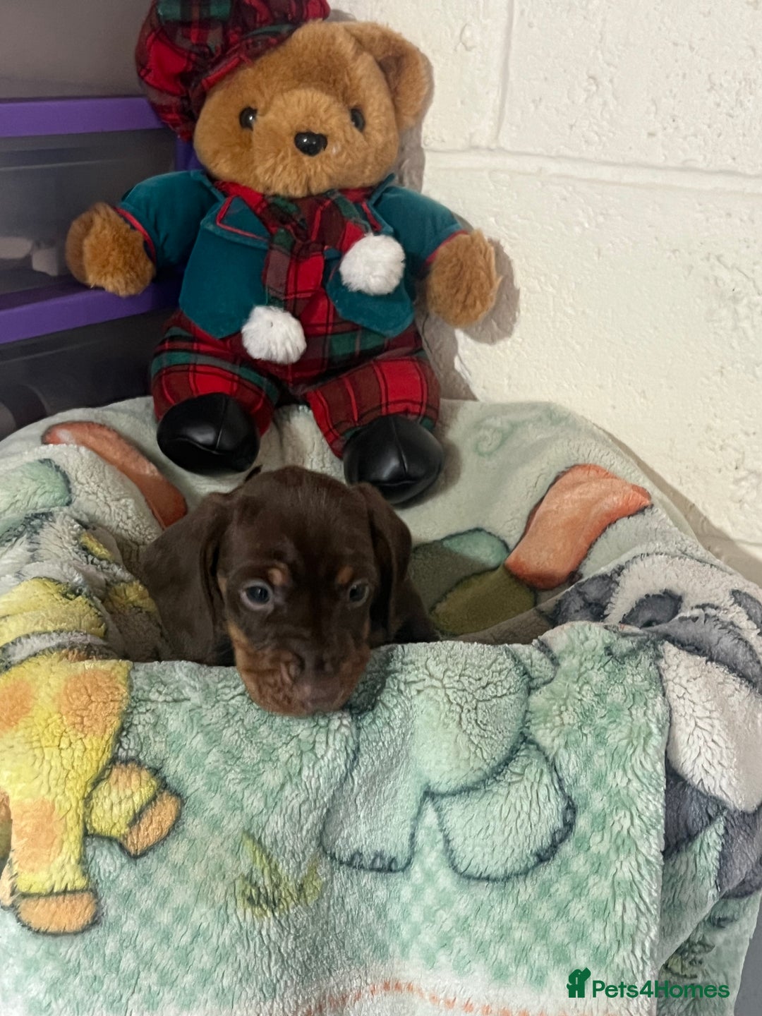 Dachshund dogs for sale: Dashund  - Advert 2