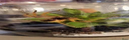 Spiders invertebrates for sale: The David Bowie huntsman. - Advert 4