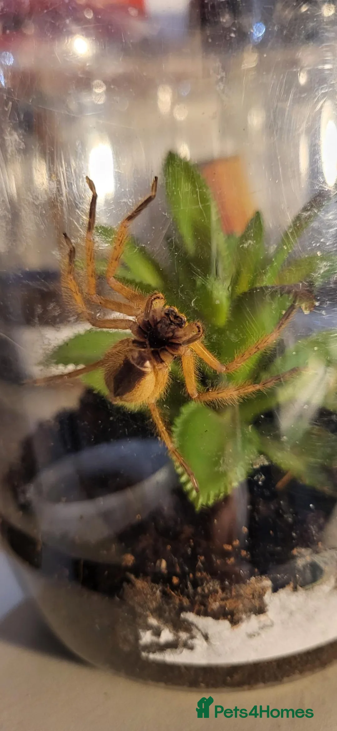 Spiders invertebrates for sale: The David Bowie huntsman. - Advert 4