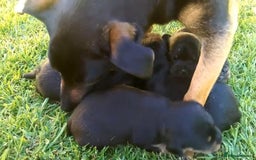 Jack Russell dogs for sale: Jack Russell Puppies  - Image 17
