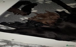 Labrador Retriever dogs for sale: Beautiful Litter Of Chocolate And Black PUPS - Image 3