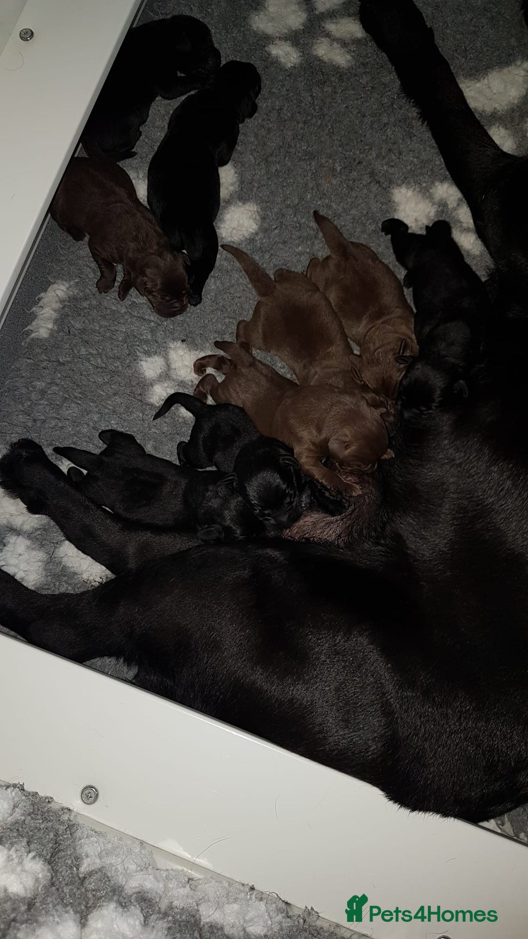 Labrador Retriever dogs for sale: Beautiful Litter Of Chocolate And Black PUPS - Image 3