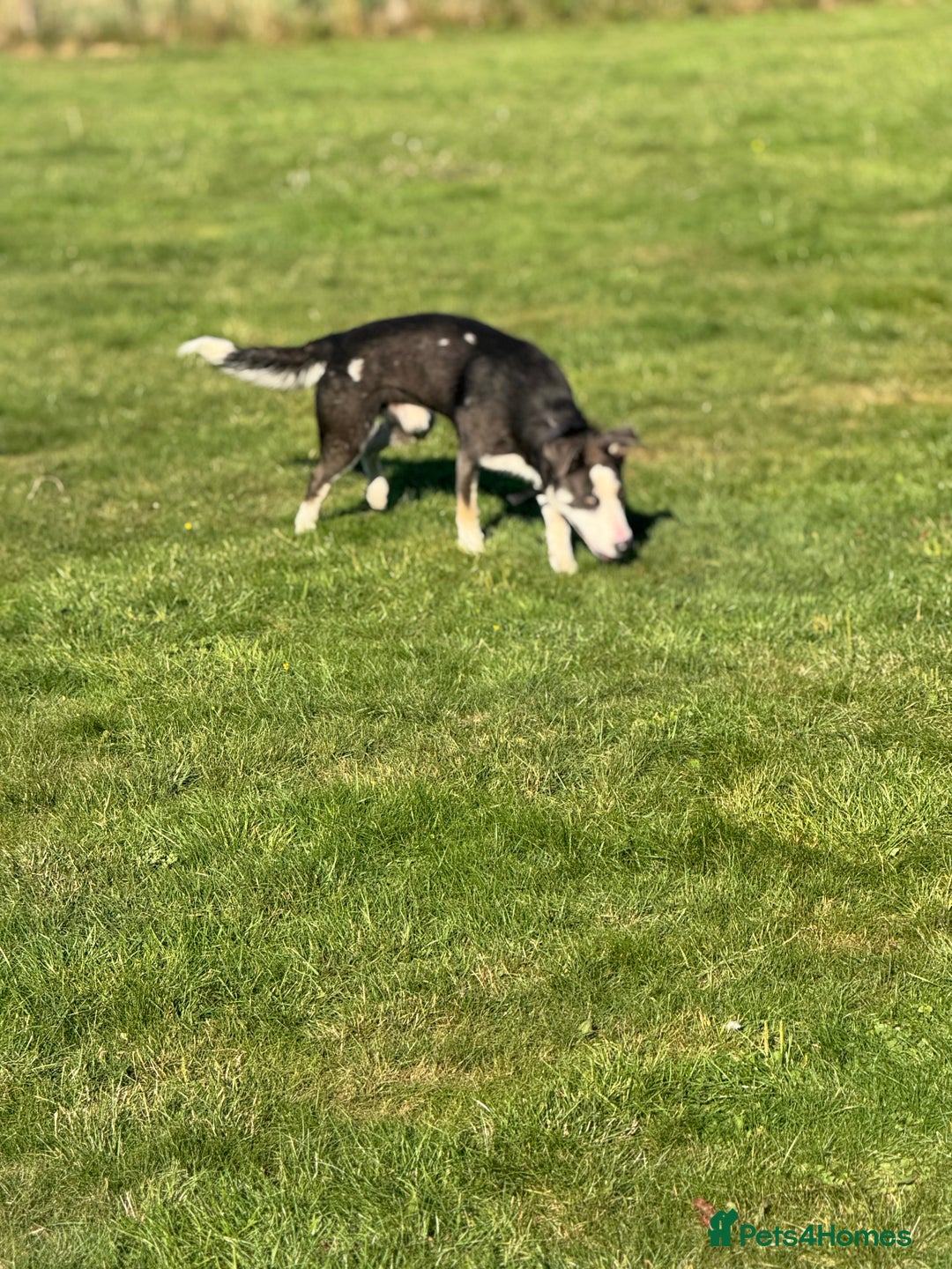 Mixed Breed dogs for sale: German shepherd cross border collie  - Advert 3