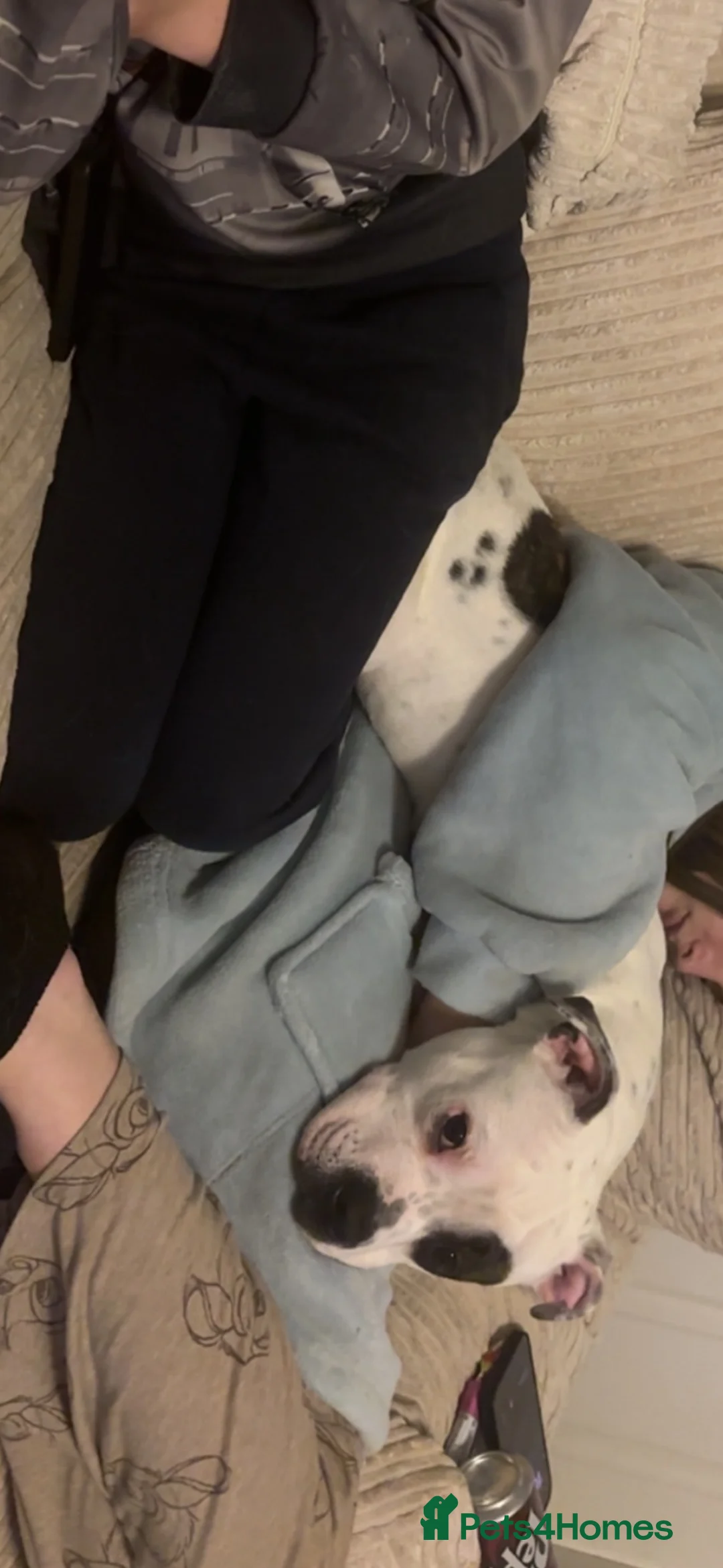 Mixed Breed dogs for sale: 18 month old Staffy x American bulldog  in Mansfield - Advert 3