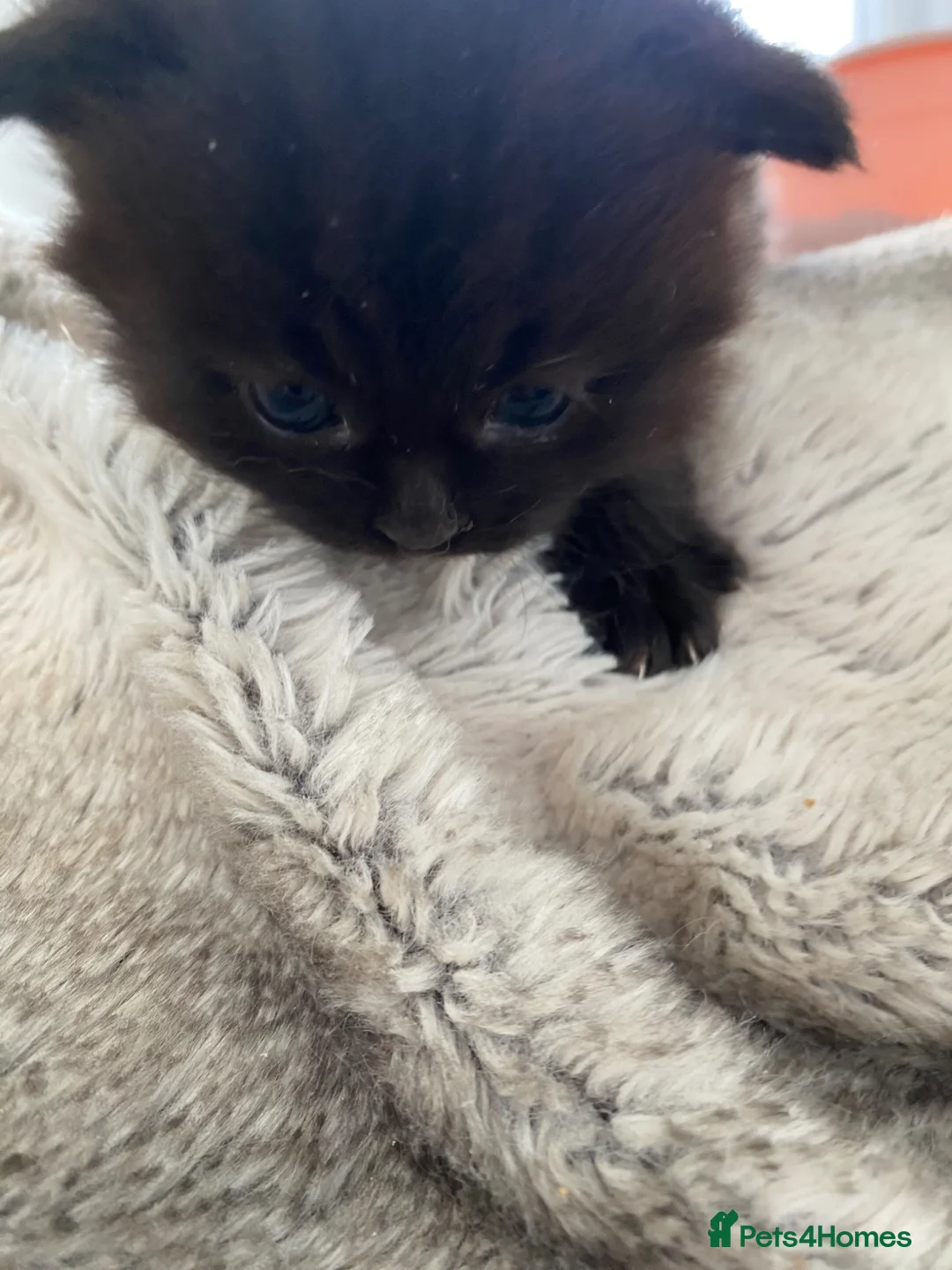 Persian cats for sale: Gorgeous Persian girls  in Stanley - Advert 10