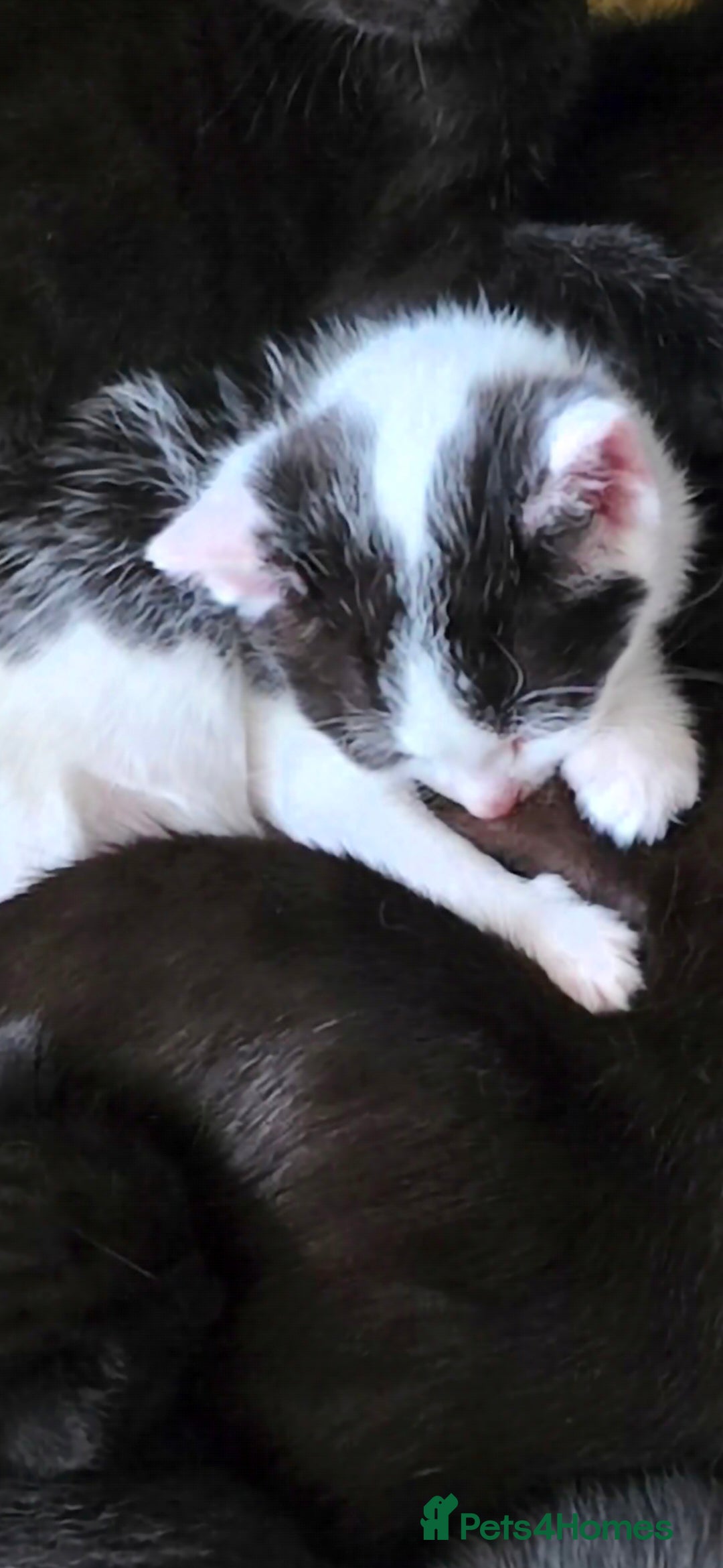 Mixed Breed cats Kittens ready now - Advert 2