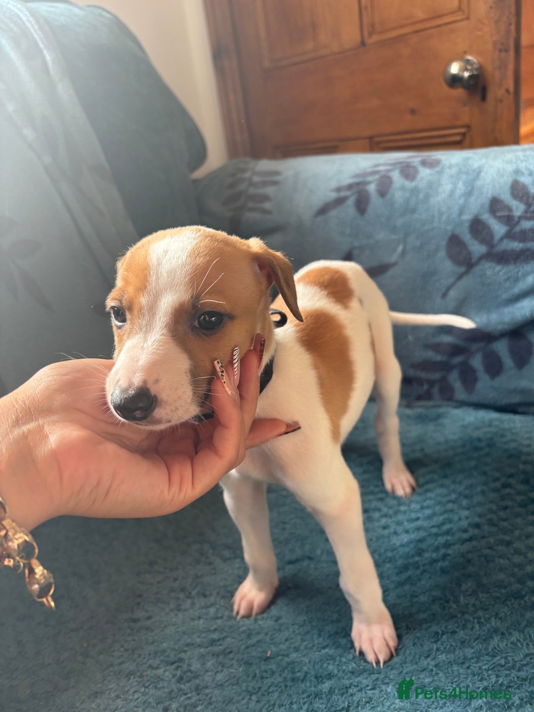 Whippet dogs for sale: 8 WHIPPET PUPPIES   - Image 5