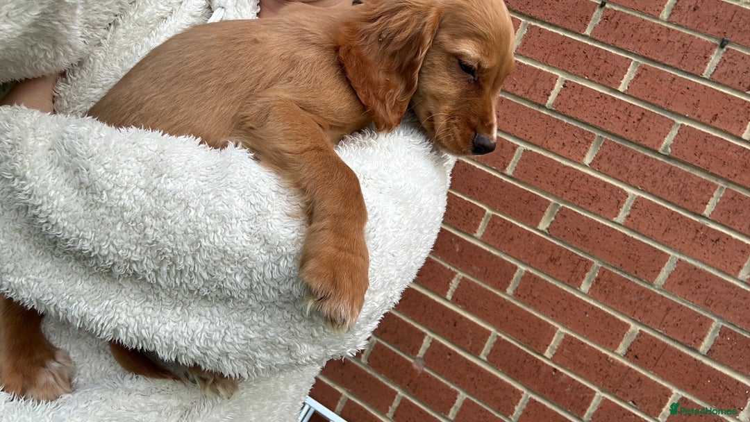 Cocker Spaniel dogs for sale: ‼️REDUCED‼️KC registered Red Cocker Spaniel Pups  - Image 16