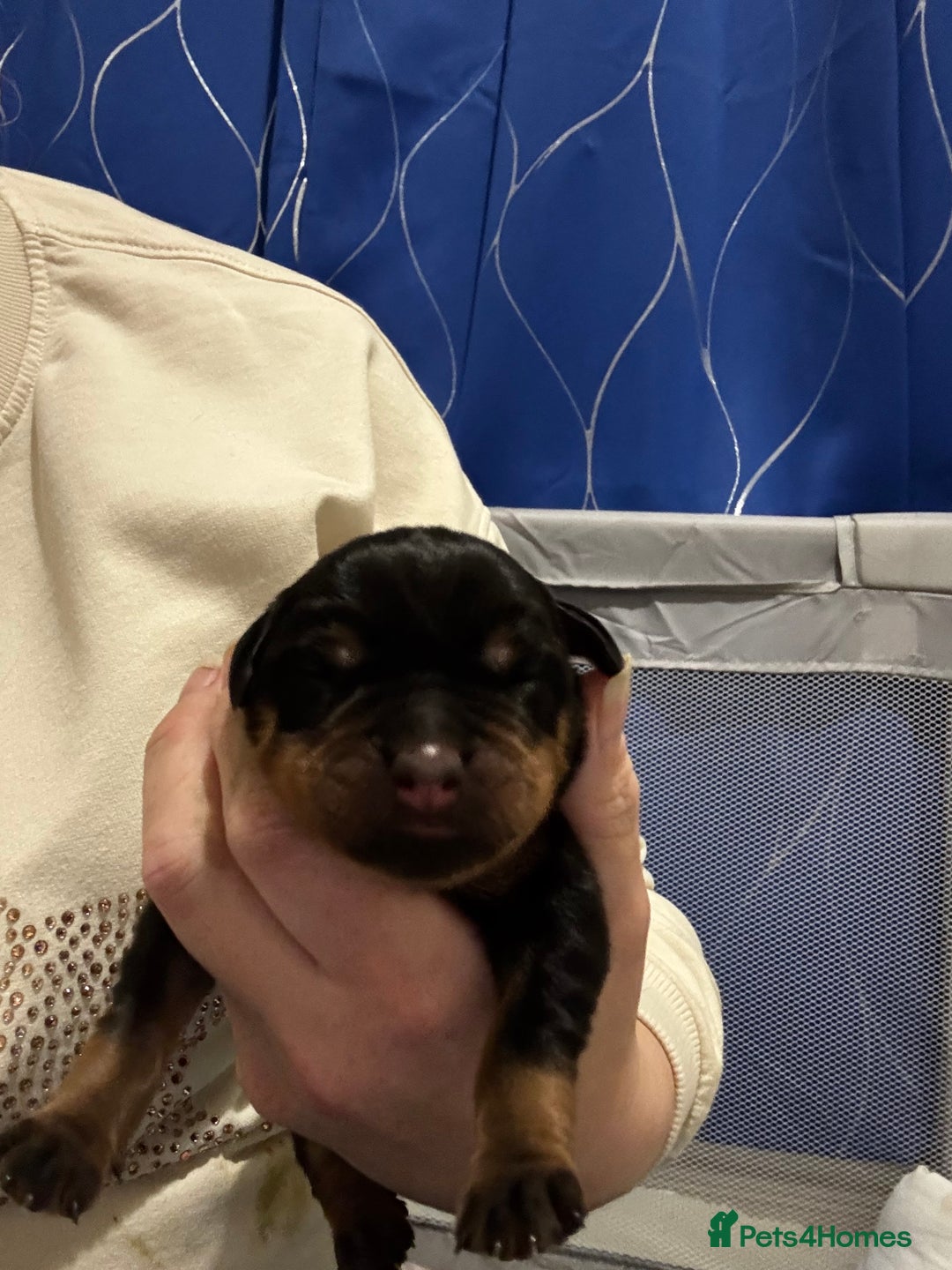 Rottweiler dogs for sale: Rottweiler  - Advert 4