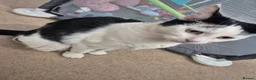 Mixed Breed cats for sale: Black and white Cat -£30 - Advert 4