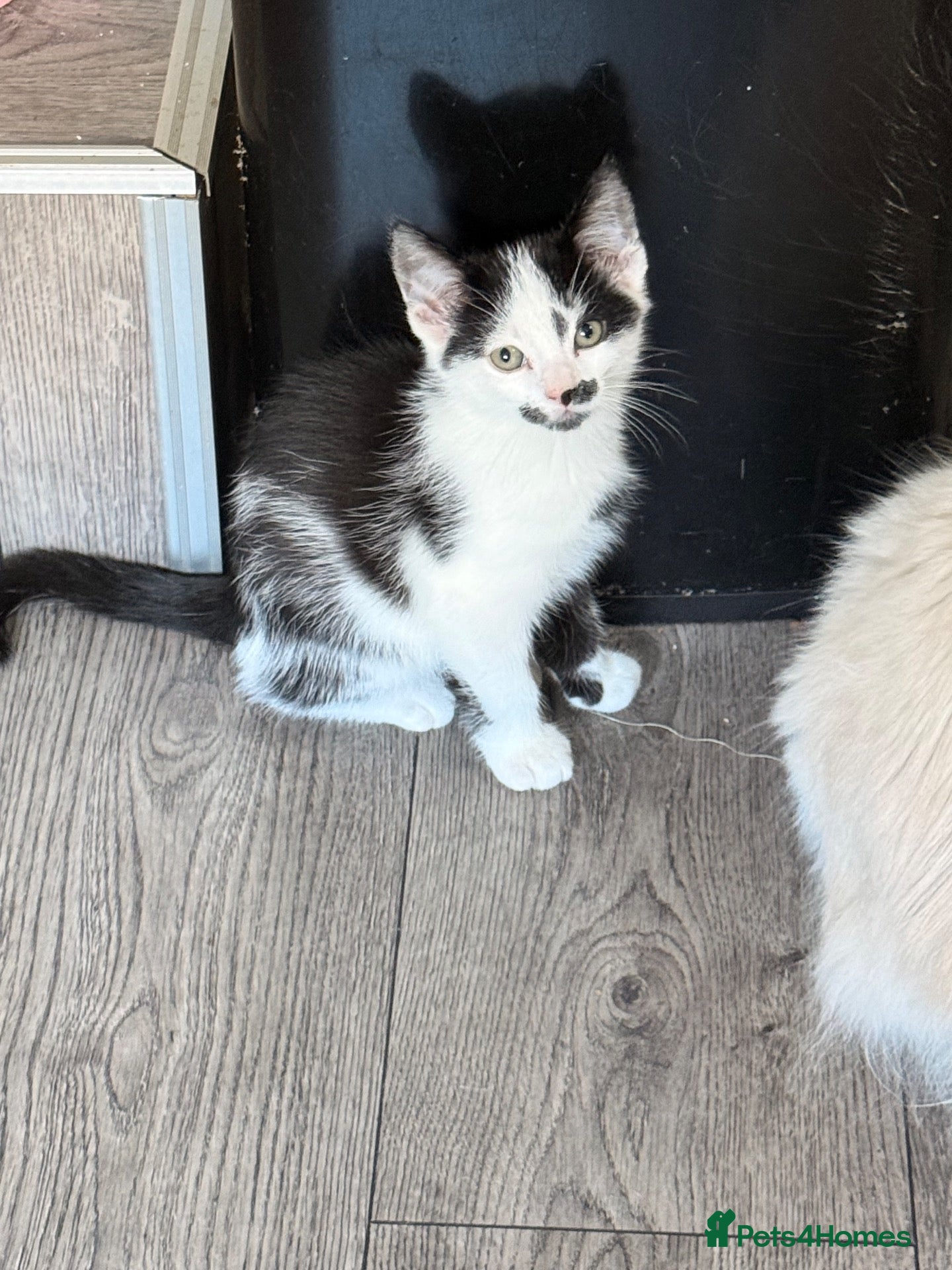 Mixed Breed cats 1 kitten ready to go - Advert 4