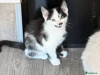 Mixed Breed cats 1 kitten ready to go - Advert 4