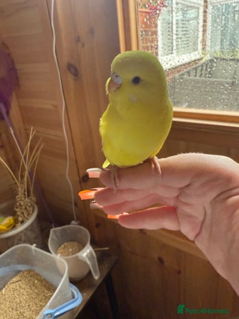 Budgerigars birds - Advert 2