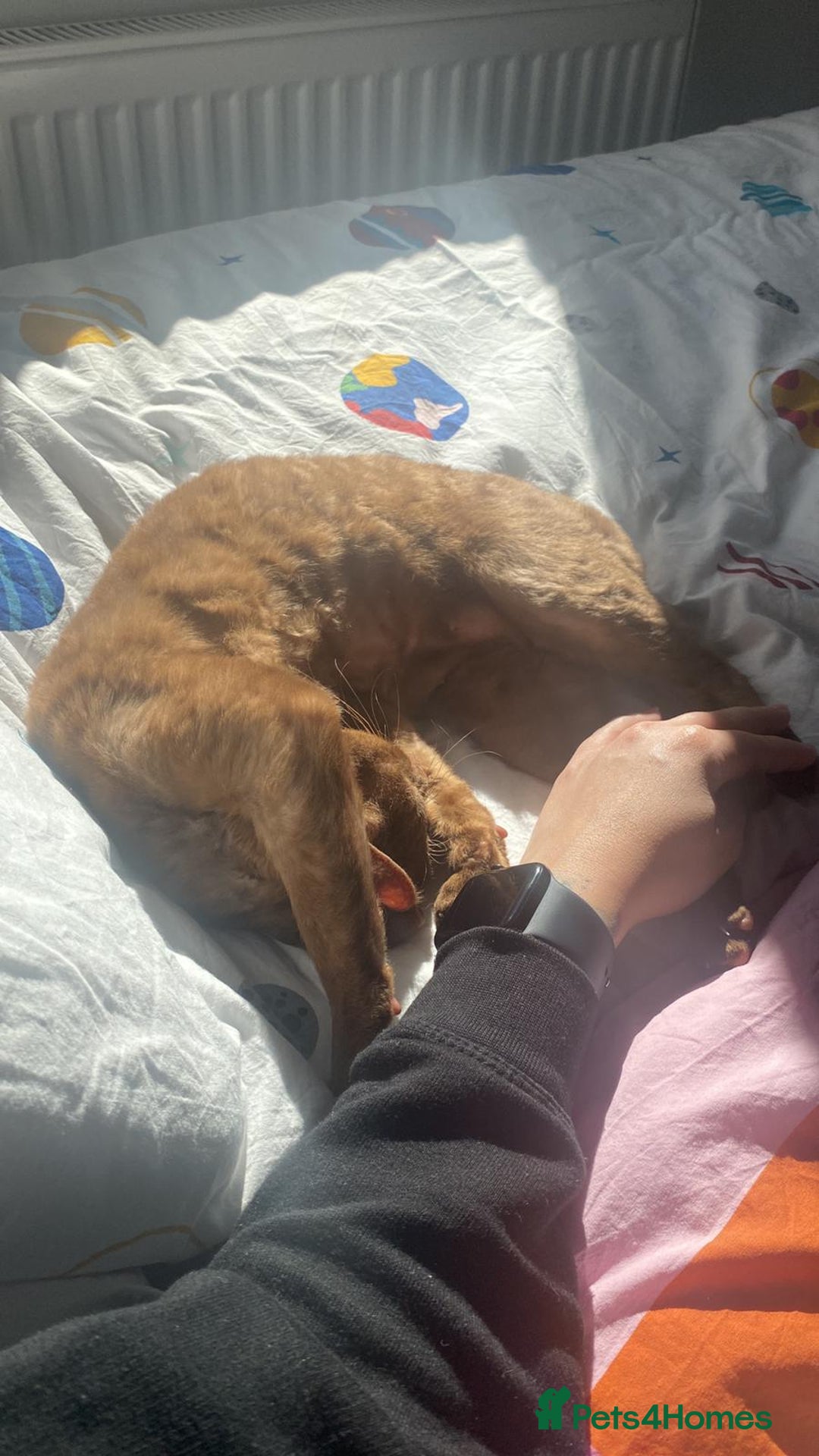 Devon Rex cats for sale: Wonderful Amy is looking for a home - Image 2