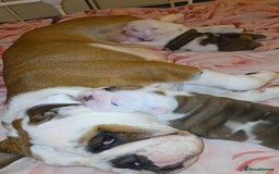 English Bulldog dogs for sale: English bulldog pups  - Image 10