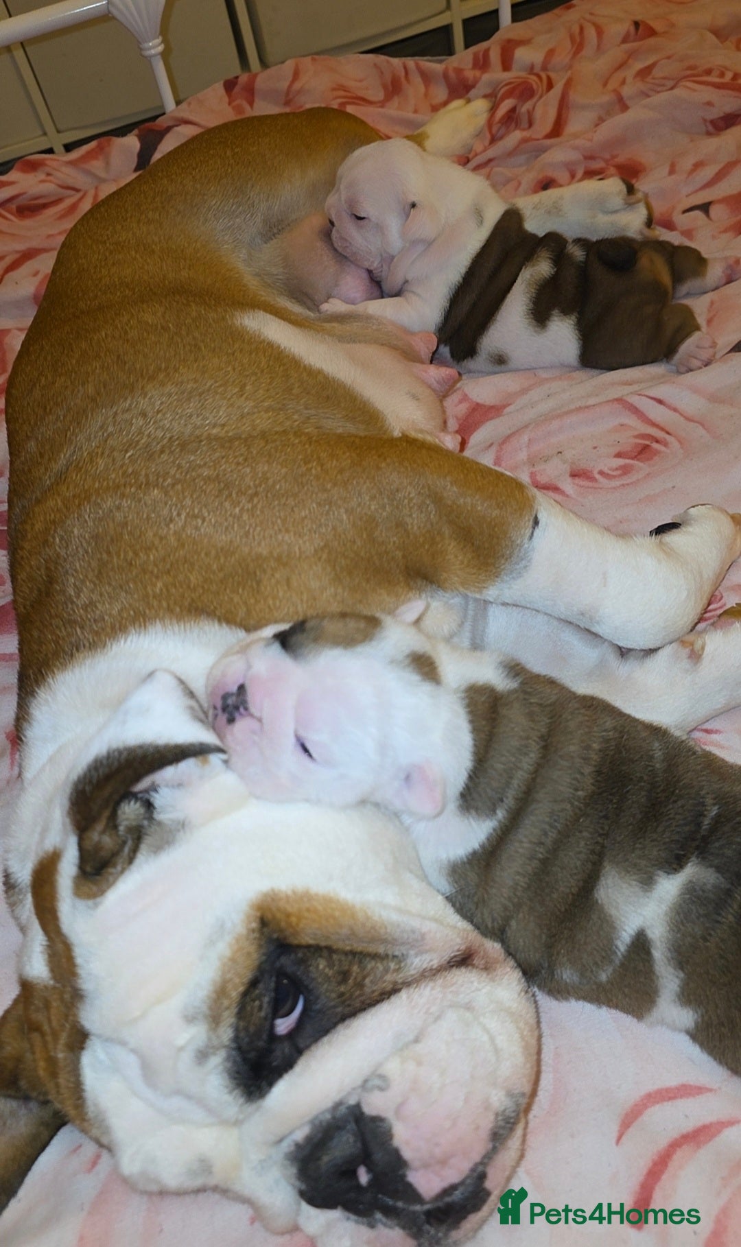 English Bulldog dogs for sale: English bulldog pups  - Image 10