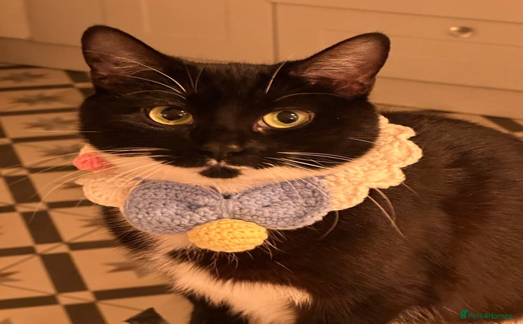 Mixed Breed cats - Advert 13