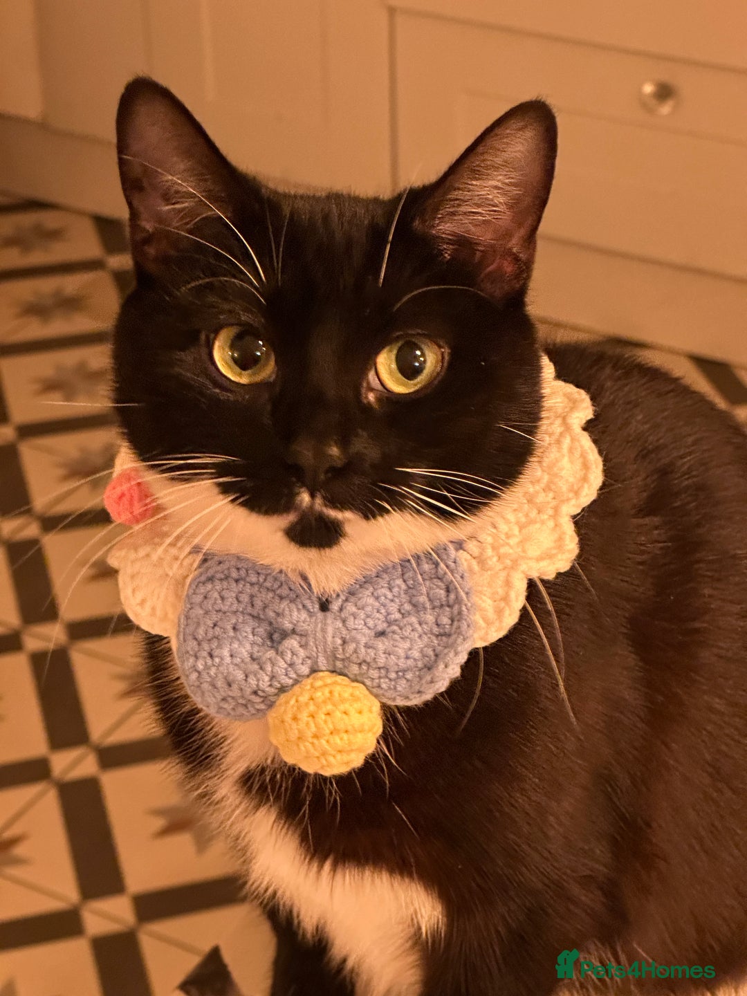 Mixed Breed cats for sale: 2 years old female cat - Image 1