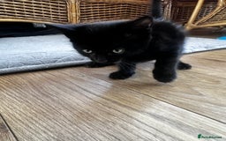 Turkish Angora cats for sale: 2 Turkish anagora X Bombay kittens - Image 7
