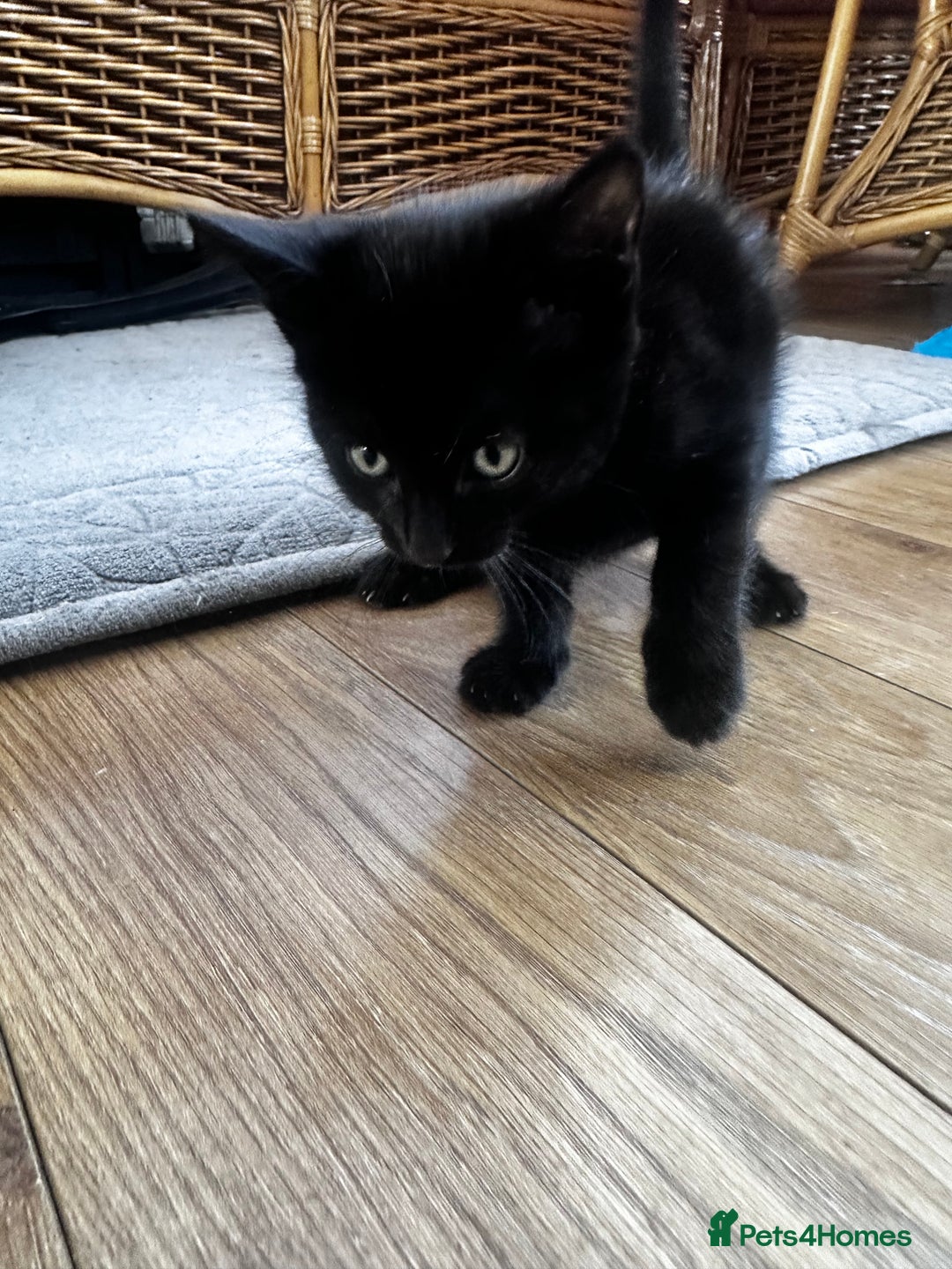 Turkish Angora cats for sale: 2 Turkish anagora X Bombay kittens - Image 7