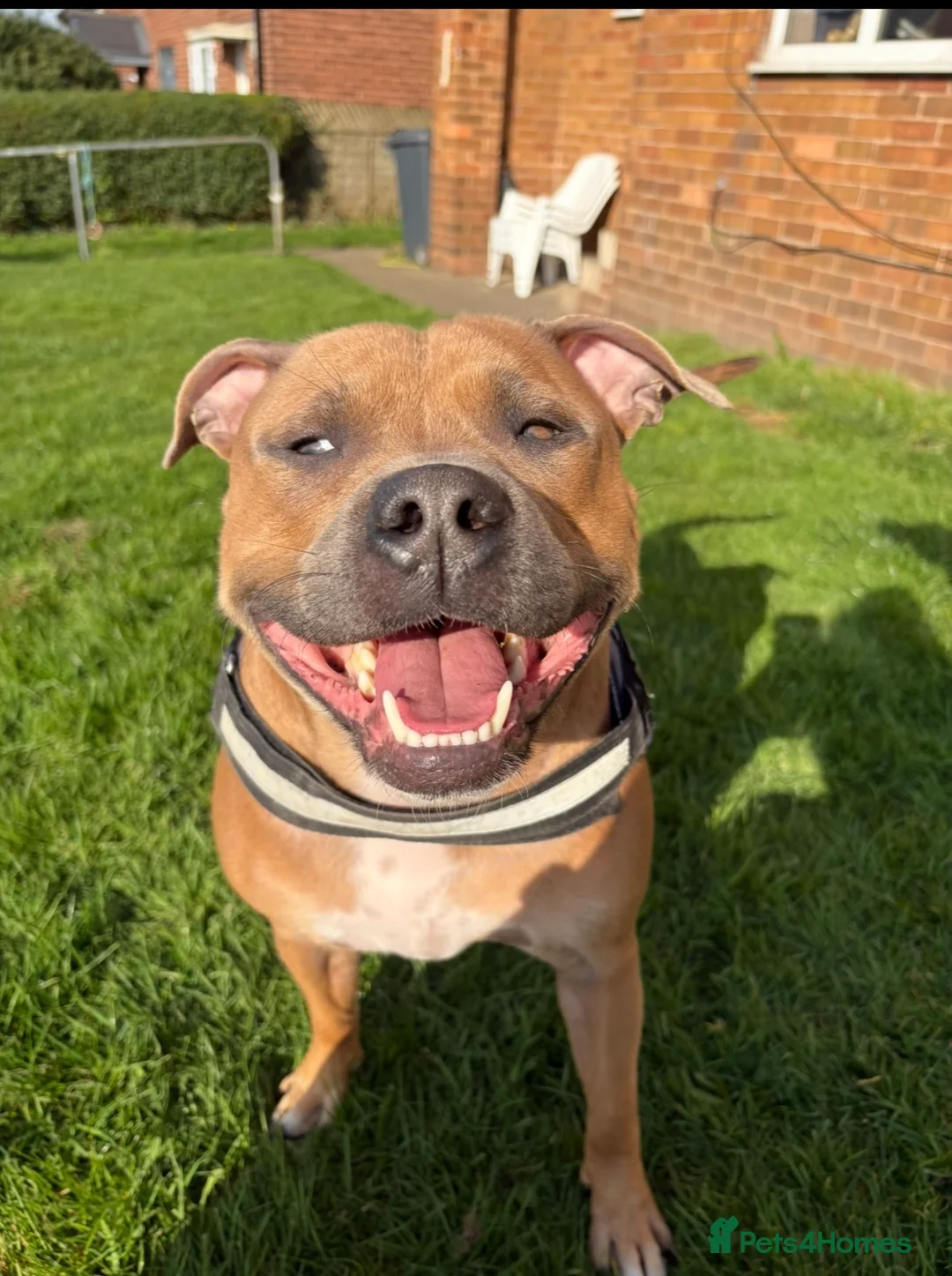 Staffordshire Bull Terrier dogs for sale: Blue staffy pups  - Advert 9