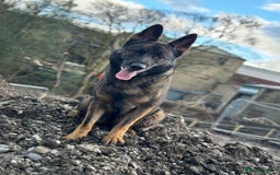 German Shepherd dogs for sale: Working line German shepherd  - Image 14