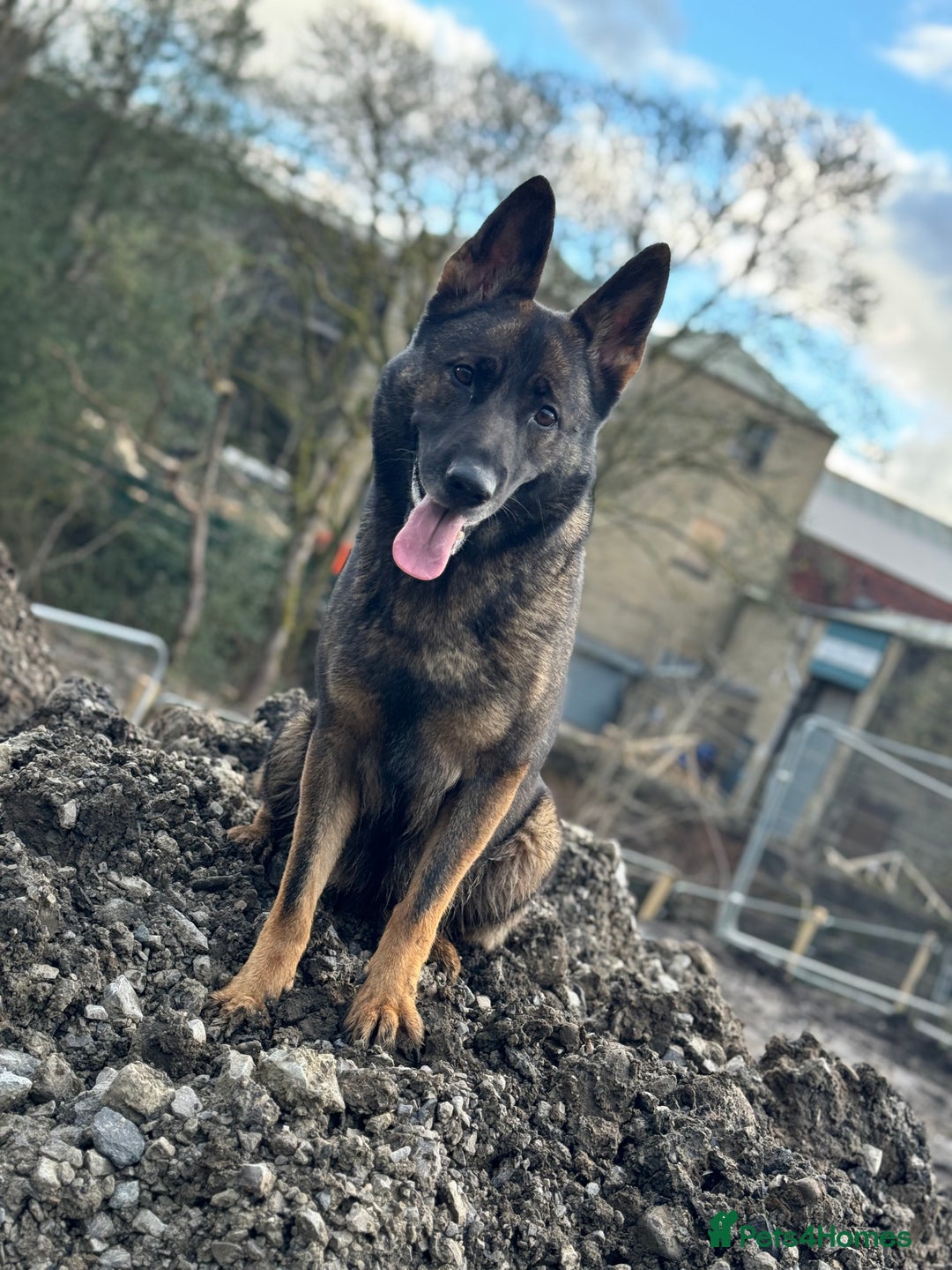 German Shepherd dogs for sale: Working line German shepherd  - Image 14