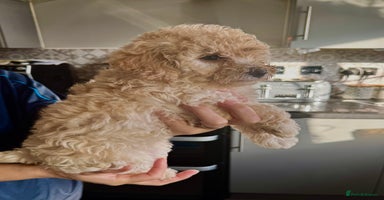 Poochon dogs - Advert 2