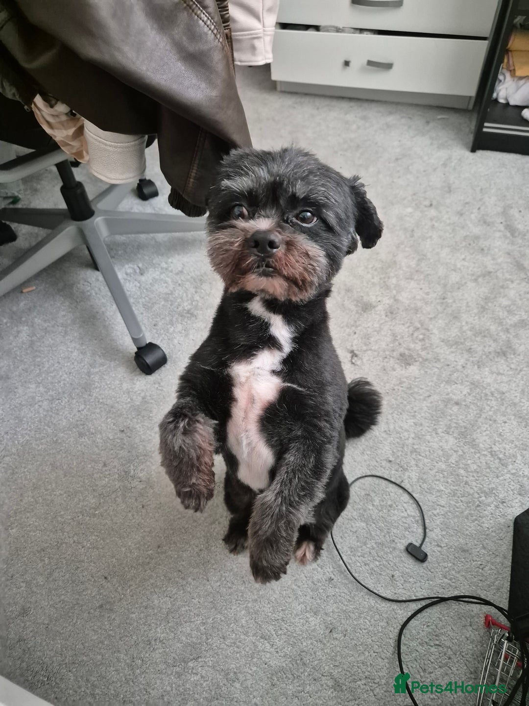 Mixed Breed dogs for stud: Mix-Breed Dog Available for Stud - Advert 3