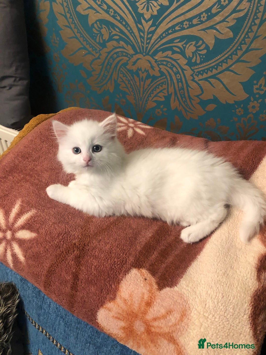 Mixed Breed cats for sale: Beautiful male kitten ready for new home - Advert 2