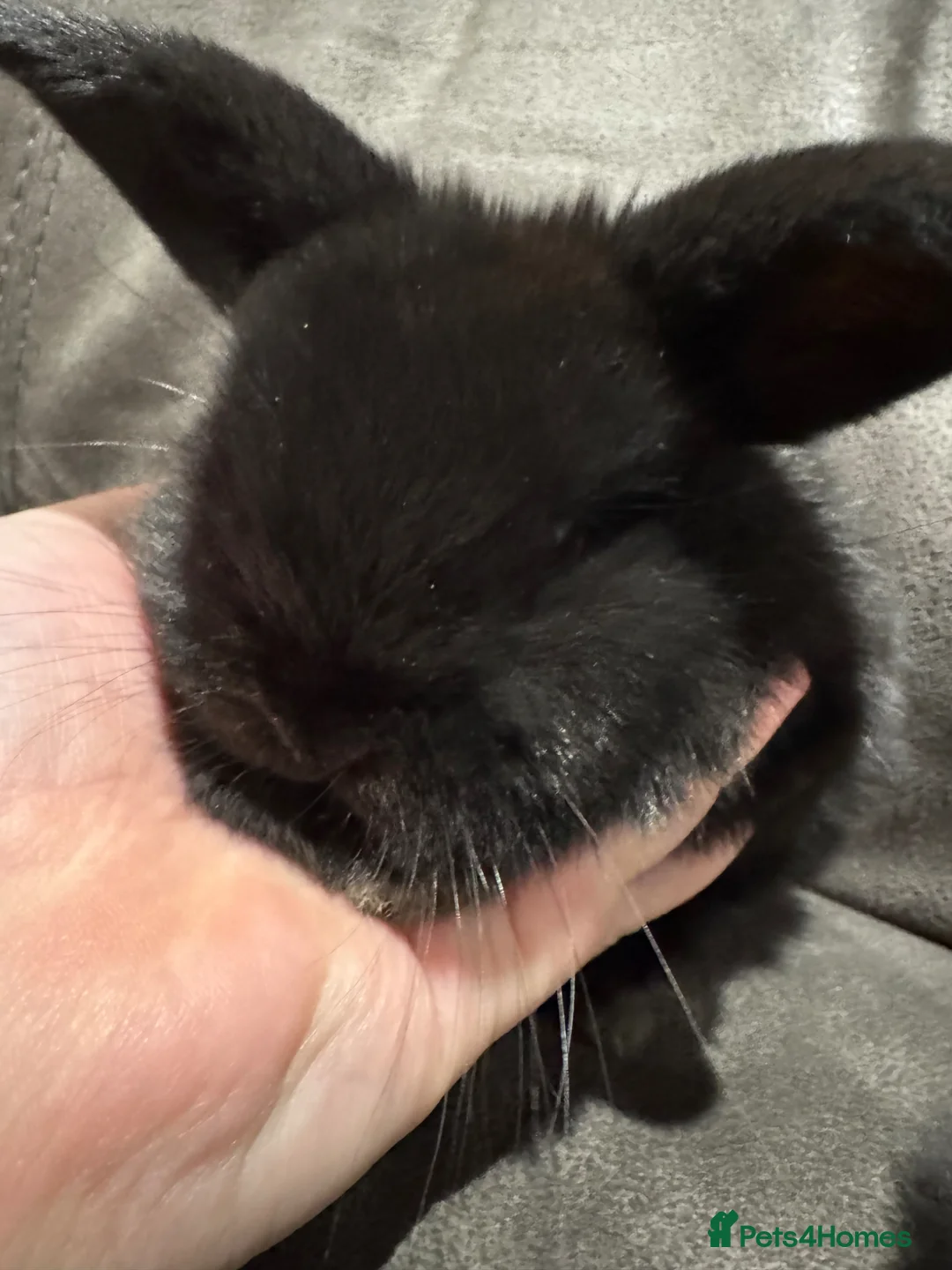 Mini Lop rabbits for sale: 💙 Pure Breed Mini Lop Boys Available 🩷 - Advert 2