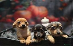 Mixed Breed dogs for sale: Pomweenies 💕💕 - Image 9