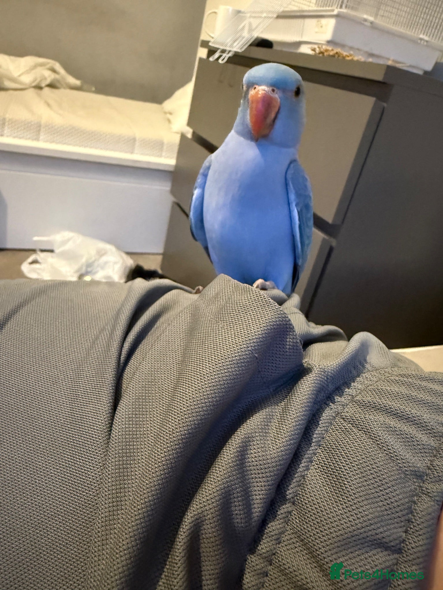Ringnecks birds 12 week old male Indian ringneck - Advert 1