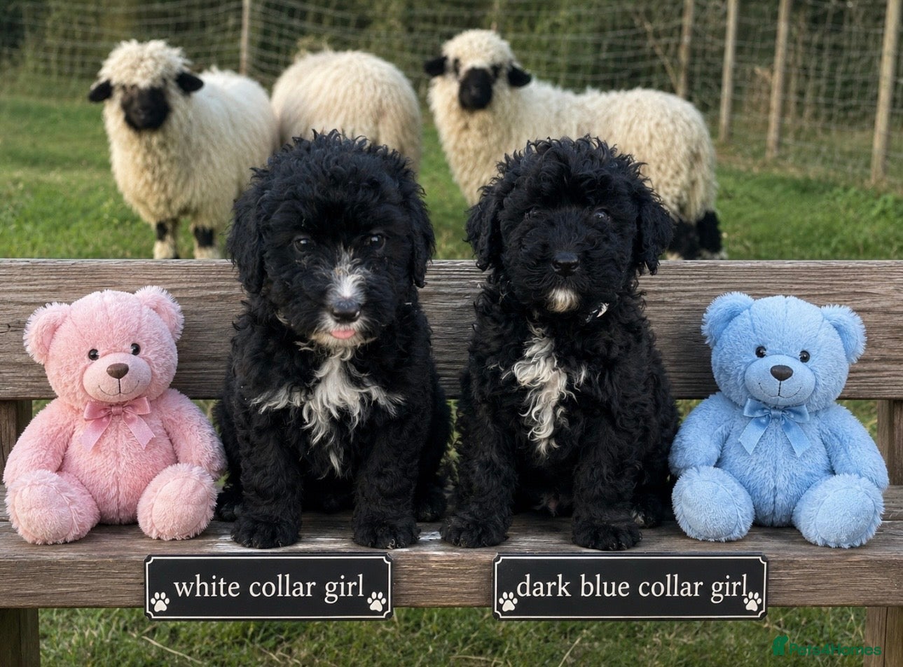 Bernedoodle dogs F1 STANDARD BERNADOODLES LAST 2 B/W GIRLS REDUCED - Advert 2