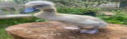 Ducks poultry for sale: Unsexed Indian Runner Ducklings + Fertile Eggs - Advert 6