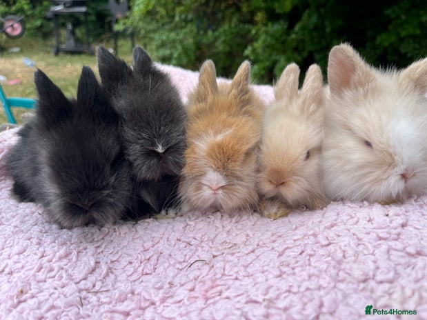 Lionhead rabbits - Advert 6