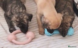 Whippet dogs for sale: KC Registered Whippet puppies  - Image 11