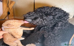 Goldendoodle dogs for sale: Beautiful Rainbow Litter of Goldendoodles - Advert 7