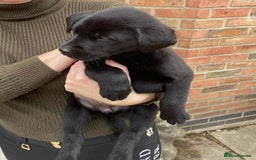 Labrador Retriever dogs for sale: Labrador puppies  - Image 7