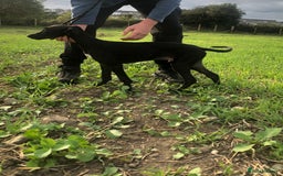 Mixed Breed dogs for sale: Big Ben  - Image 6
