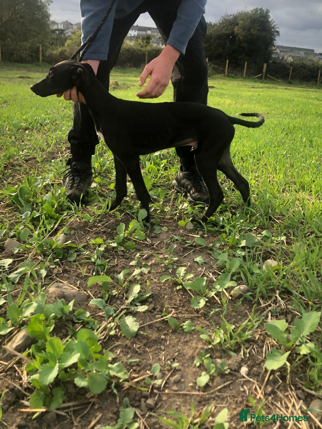Mixed Breed dogs for sale: Big Ben  - Image 6