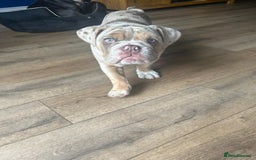 English Bulldog dogs for sale: English Bulldog pup C1 carries fluffy & curly coat - Image 4